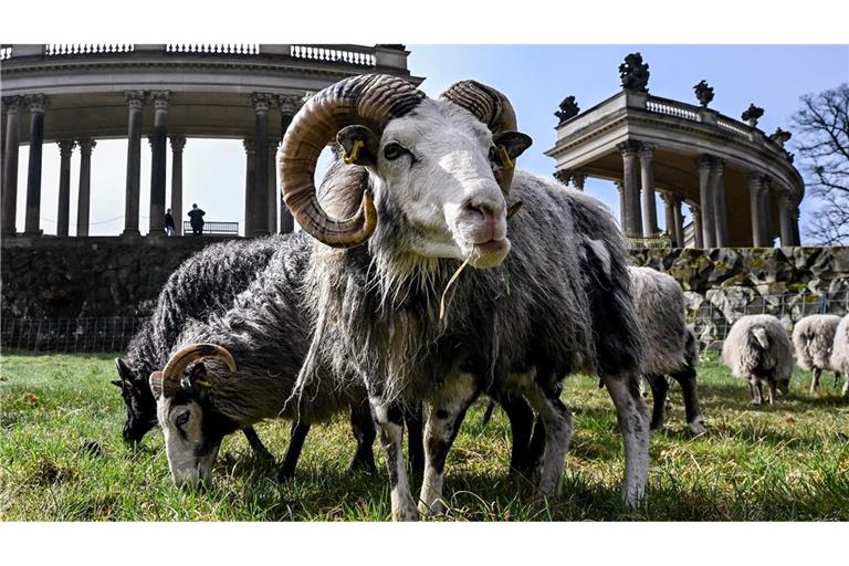 Insgesamt 35 Schafe weiden im Park Sanssouci derzeit auf der Wiese am Rossbrunnen und helfen bis November bei der ökologischen Wiesenpflege von 15 Hektar Grasfläche.