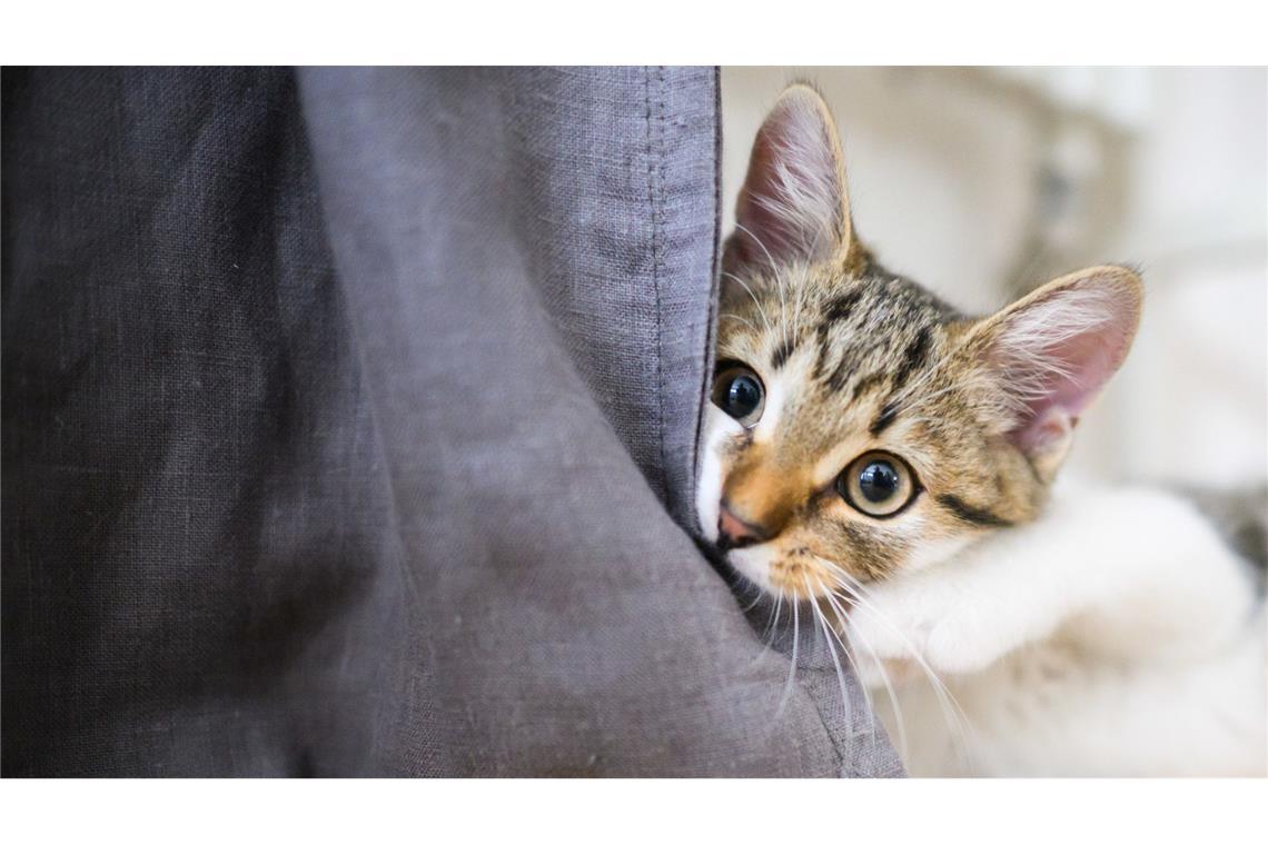 Rund 20 Katzen spurlos verschwunden – Polizei ermittelt