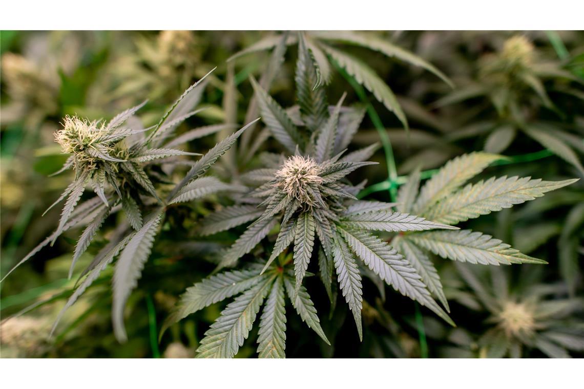 Insgesamt wurden drei Männer, die die Plantage betrieben haben sollen, festgenommen (Symbolbild).