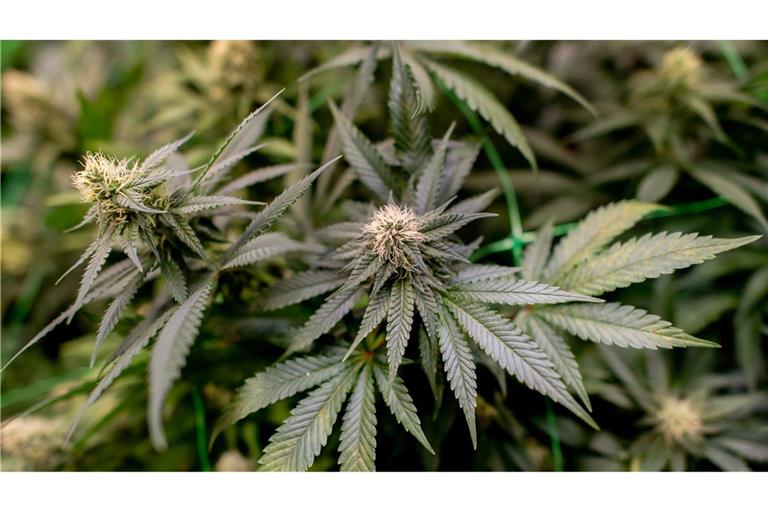 Insgesamt wurden drei Männer, die die Plantage betrieben haben sollen, festgenommen (Symbolbild).