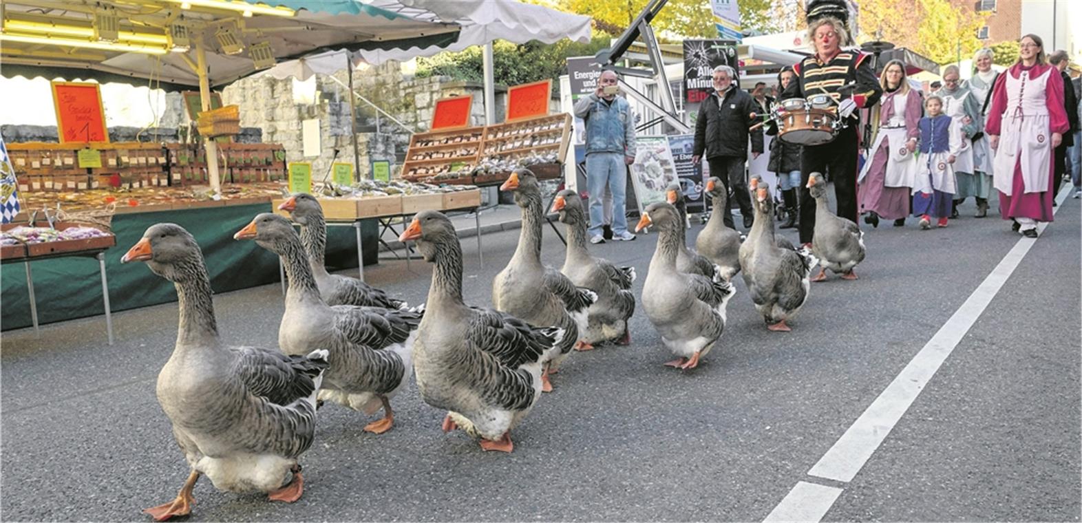 Interaktion zwischen Mensch, Tier und Musik: Der Gänsemarsch zum Gänsebrunnen ist der Auftakt zum Aktionstag. Foto: E. Layher