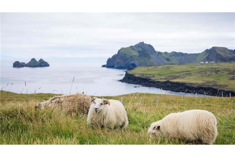Island, bekannt für seine schöne Landschaft, stimmt am Samstag darüber ab, ob die EU-Beitrittsgespräche wieder aufgenommen werden sollen.