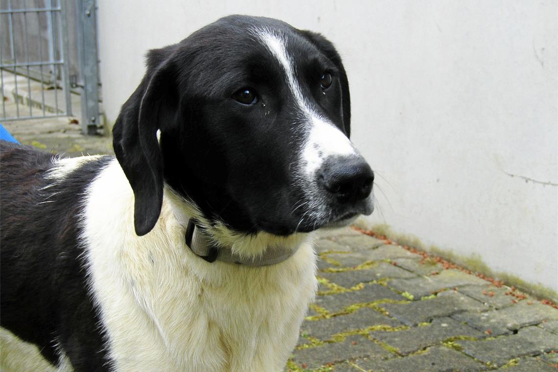 Ivanhoe ist erst seit Kurzem im Tierheim. Foto: Tierschutzverein Backnang