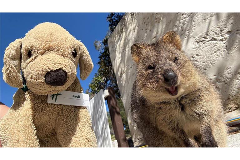 Jack erlebt große Abenteuer - so ließ er sich mit einem einheimischen Quokka auf Rottnest Island fotografieren.