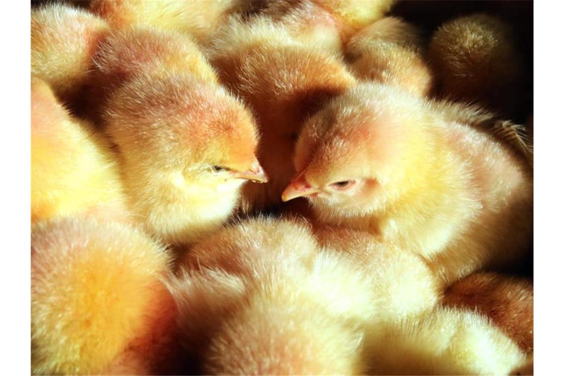 Aus fürs massenhafte Kükentöten - Warnungen der Branche Jährlich werden bisher mehr als 40 Millionen männliche Küken kurz nach dem Schlüpfen routinemäßig getötet. Foto: Bernd Wüstneck/dpa