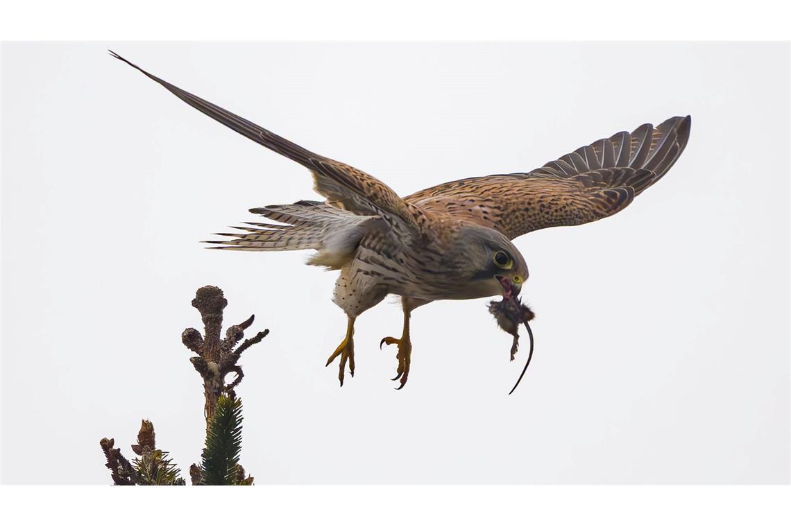 Jagderfolg - Turmfalke mit Maus in Sieversdorf