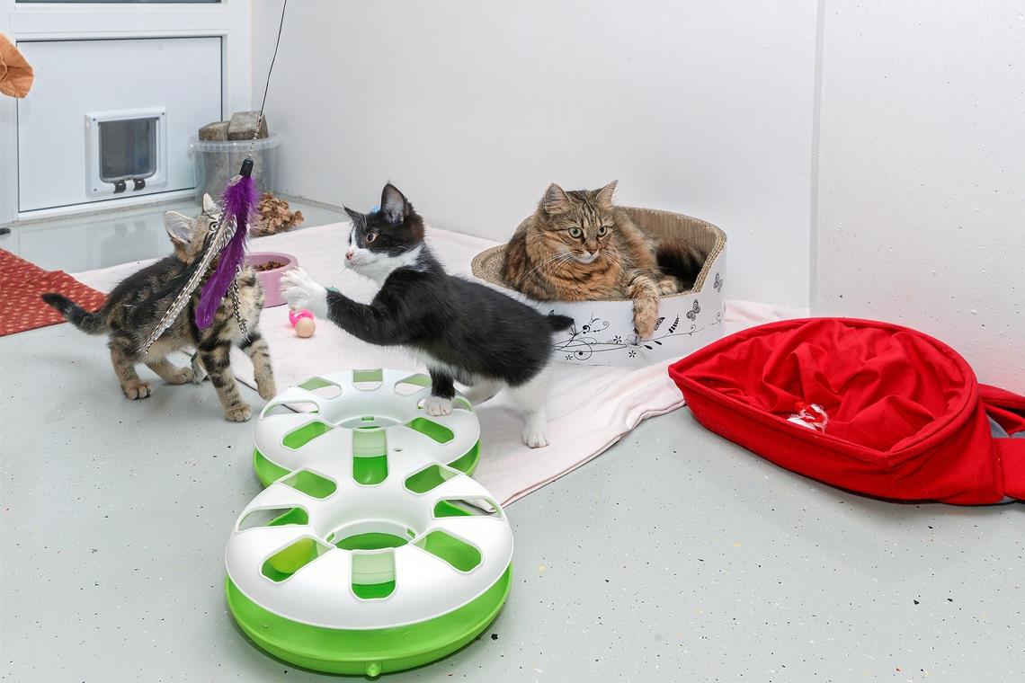 Jahreszeitenbedingt sind momentan viele Katzenbabys im Tierheim. Katzenmama Freja (rechts) kümmert sich neben ihrem eigenen Nachwuchs noch um drei weitere Kätzchen.