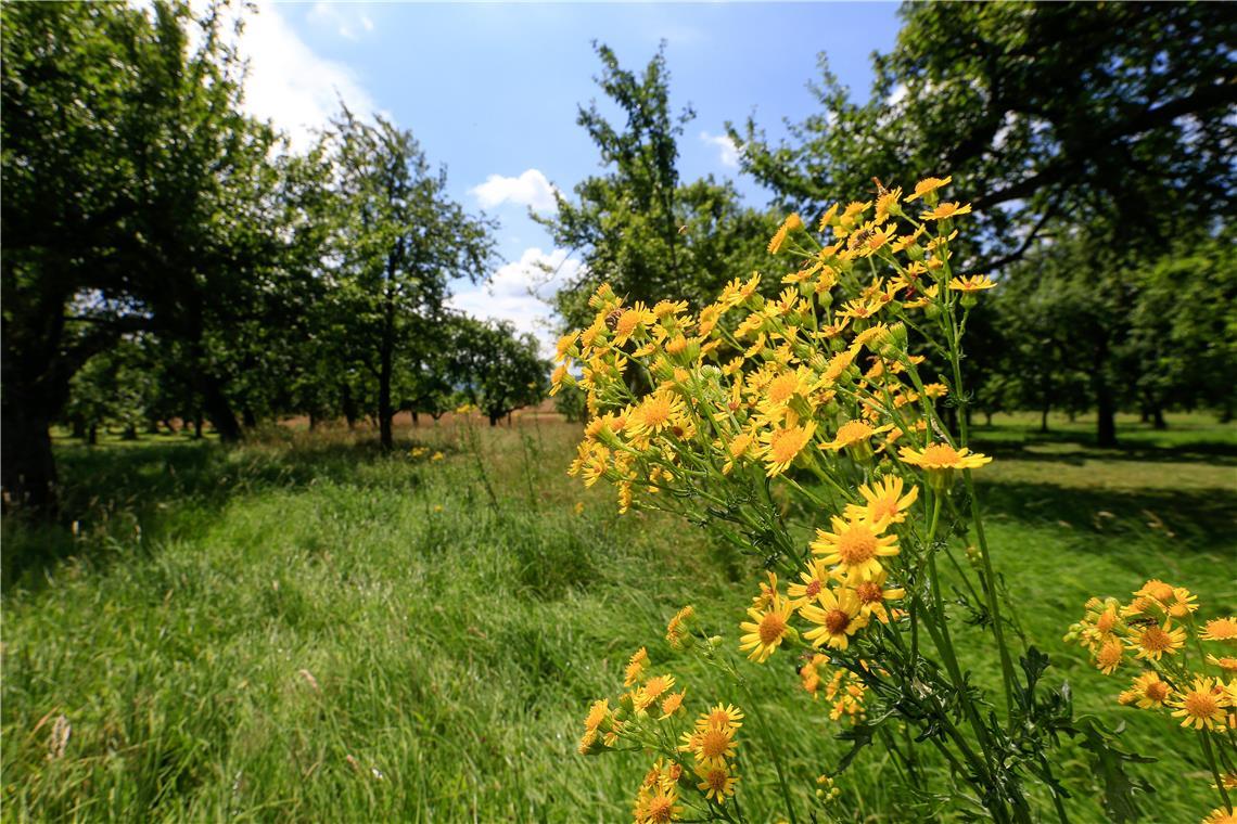 Jakobskreuzkraut-erkennen-und-eind-mmen
