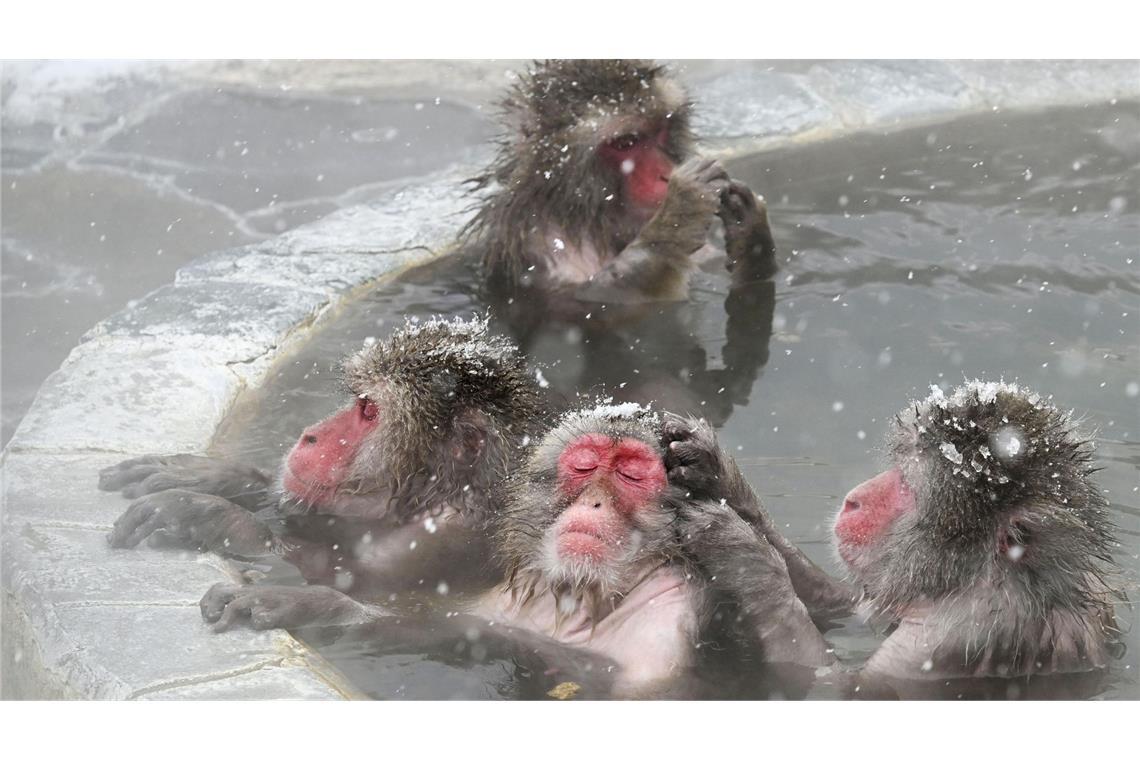 Japanische Affen baden in einer Freiluft-Thermalquelle im Tropischen Botanischen Garten von Hakodate.