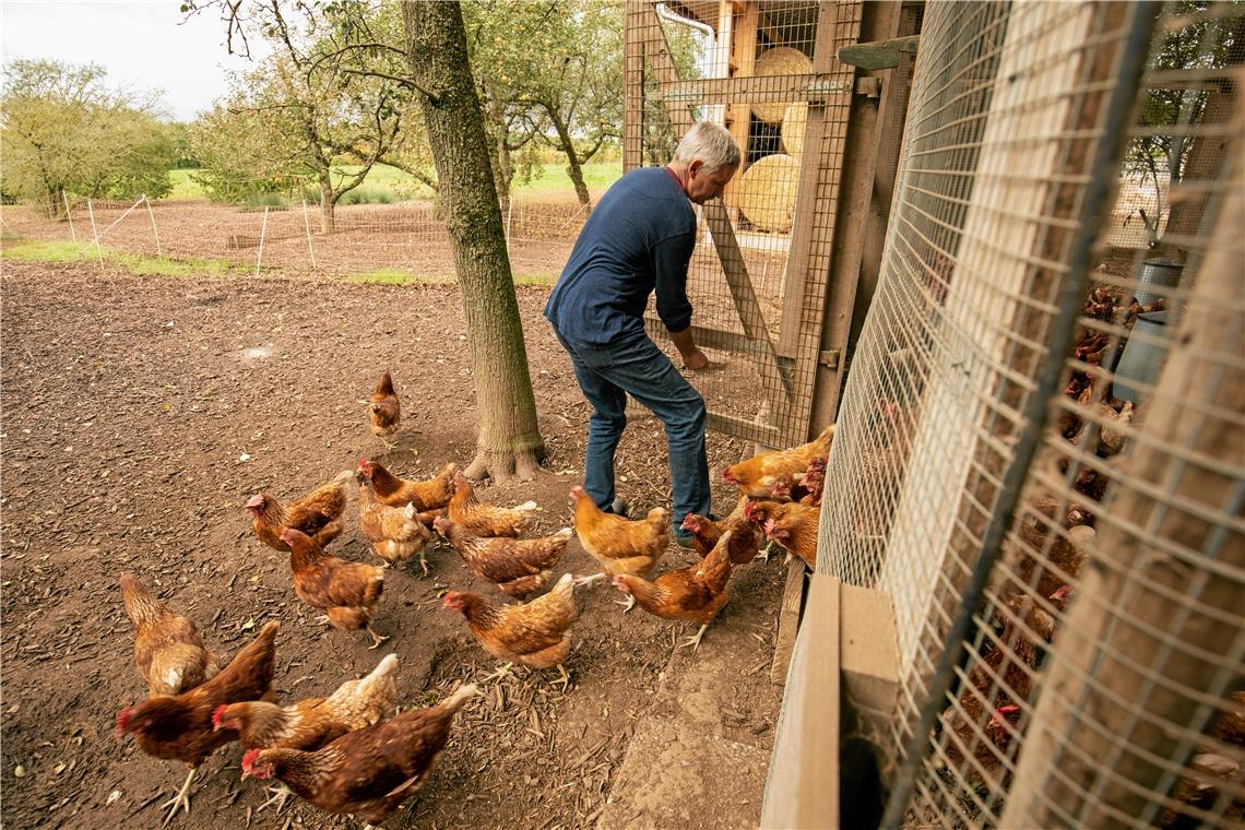 Jeden Morgen bringt Helmut Voltz seine Hühner nach draußen.