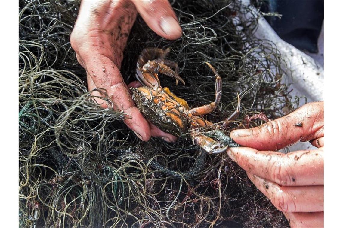Mehr Schutz für Tiere in Meeresschutzgebieten gefordert Jedes Jahr landen tausende Fischernetze in Nord- und Ostsee, in denen sich Tiere dann verfangen. Foto: Jens Büttner