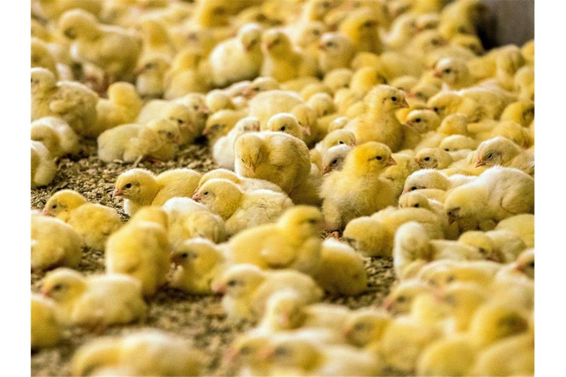 Tierschützer hoffen beim Kükentöten aufs Verwaltungsgericht Jedes Jahr werden dem Bundesagrarministerium zufolge rund 45 Millionen männliche Küken, Bruderküken genannt, getötet. Foto: Jens Büttner