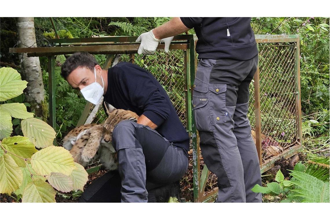 Luchs an der Grenze zur Schweiz entdeckt Jens Seeger (links) von der Forstlichen Versuchs- und Forschungsanstalt Baden-Würtemberg und der Tierarzt Marco Roller haben bei Schopfheim einen wildlebenden Luchs eingefangen.
