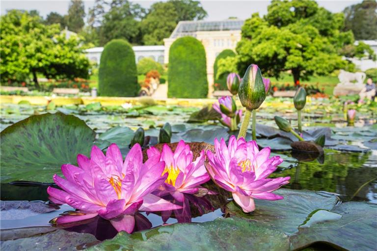 Jetzt beginnt die Hochblüte der Seerosen im Maurischen Garten.