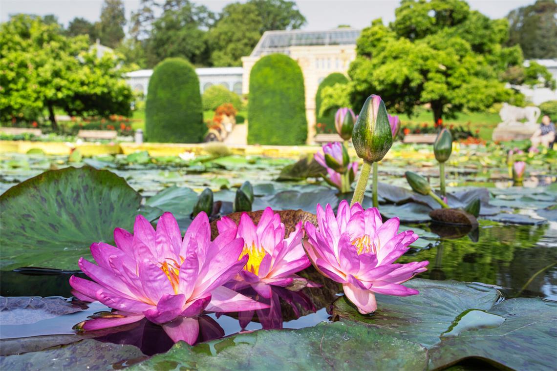In der Wilhelma blühen die Seerosen Jetzt beginnt die Hochblüte der Seerosen im Maurischen Garten.