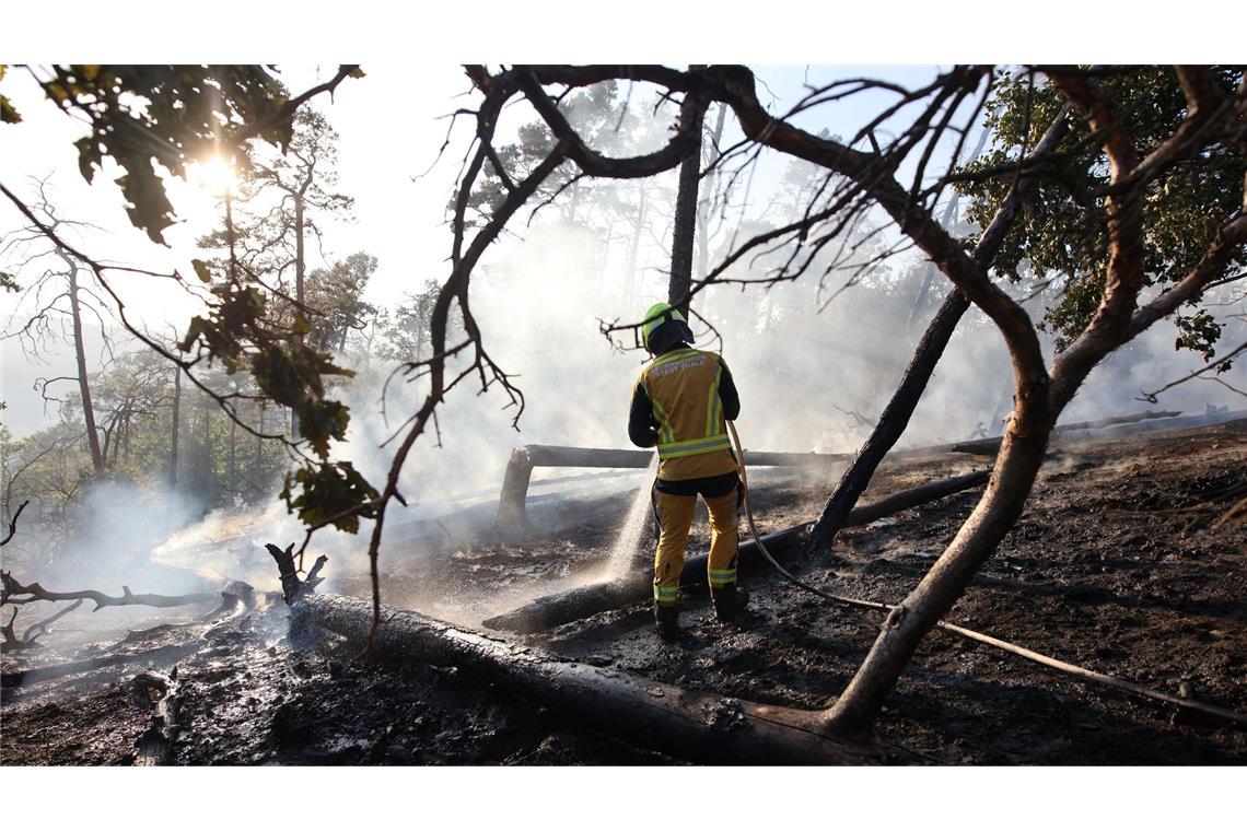 Jetzt brennen wieder Wälder: Ein Feuerwehrmann bekämpft einen Waldbrand bei Thale im Harz.