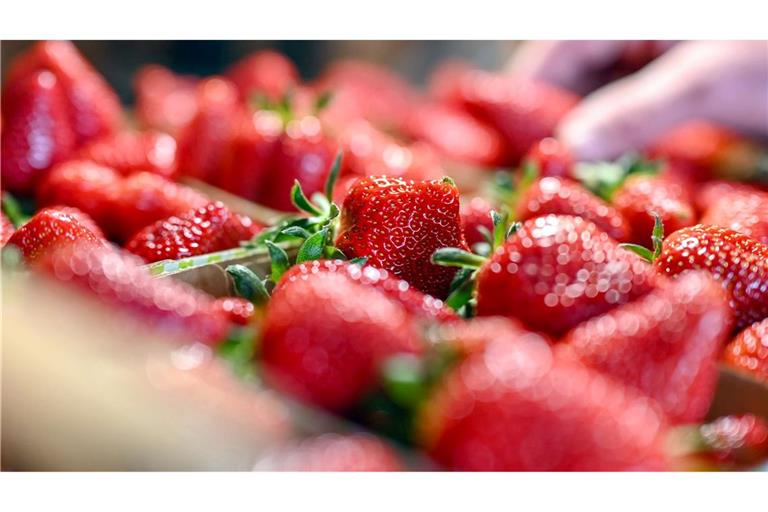 Jetzt gibt es Erdbeeren so günstig wie nie in der Saison. (Archivbild)