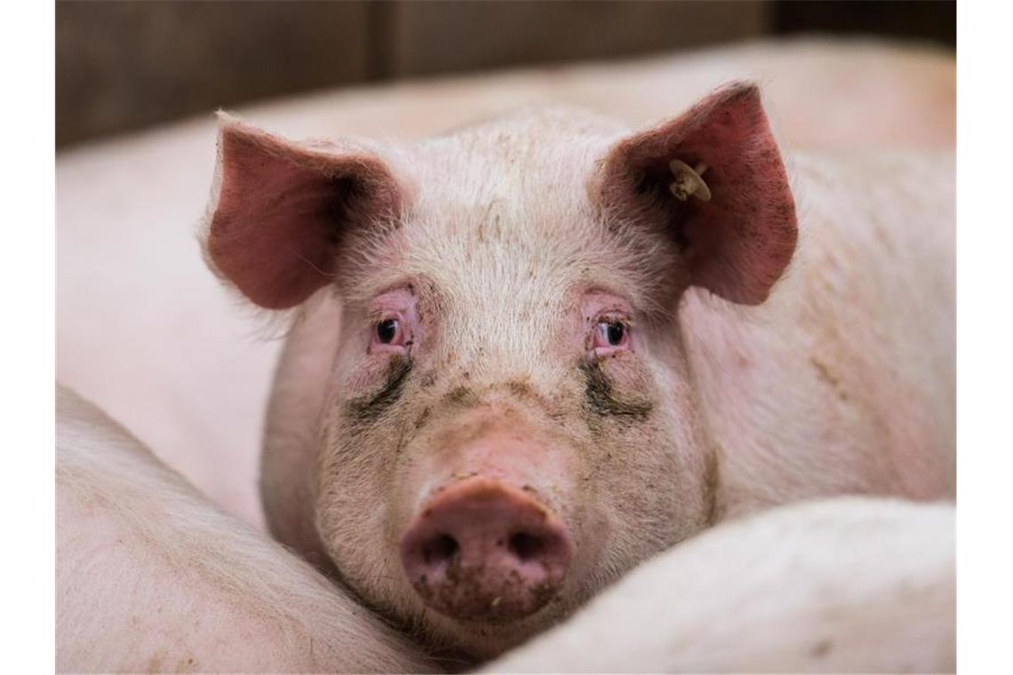 Jetzt ist es doch passiert: Die Afrikanische Schweinepest ist in Deutschland erstmals auch bei Hausschweinen nachgewiesen worden. Foto: picture alliance / Andreas Arnold/dpa/Archivbild