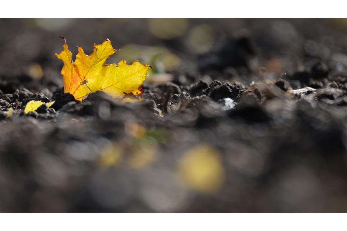 Jetzt kommt die goldene Herbsteszeit: Ein verfärbtes Blatt liegt auf einem Acker in Baden-Württemberg.