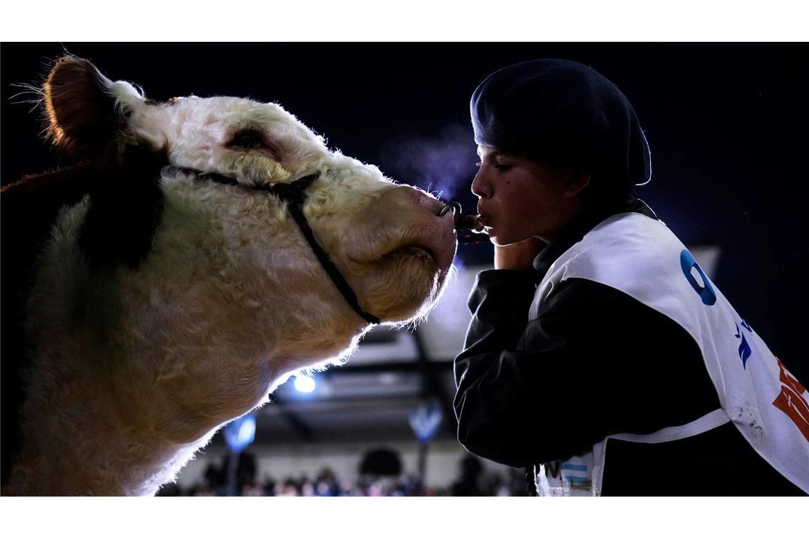 Bilder des Tages Joaquin Romero bläst einer Hereford-Kuh Luft ins Gesicht, um sie während einer Vorführung auf einer Viehauktion bei der jährlichen Landwirtschafts- und Viehzuchtausstellungen auf stressarme Weise zu beruhigen.