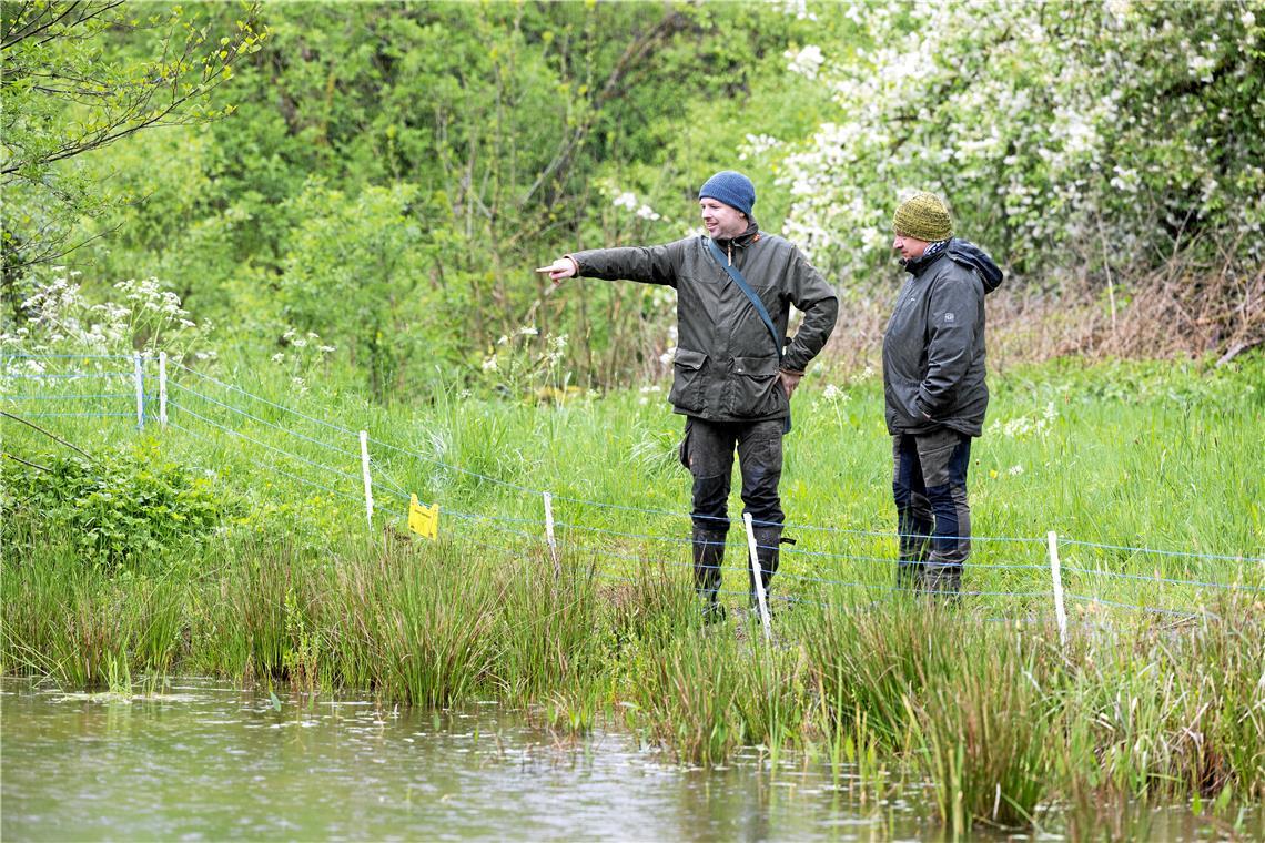 Wie Amphibien im Rems-Murr-Kreis vor Waschbären geschützt werden sollen