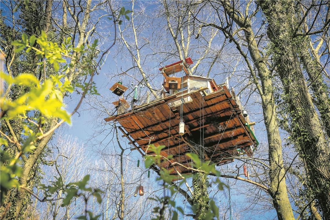 Jochen Wahl muss sein Baumhaus, das er als Futterplatz und Unterschlupf für Waldtiere errichtet hatte, wieder abbauen. Archivfoto: A. Becher
