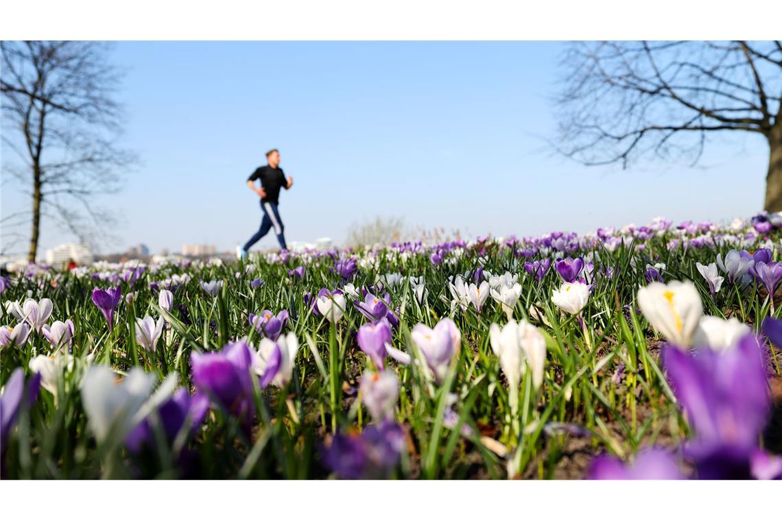 Joggen durch ein Blumenmeer ist jetzt wieder möglich. (Archivbild)