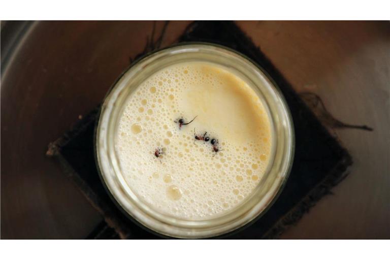 Joghurt-Rezept einmal anders: Man nehme vier Ameisen...