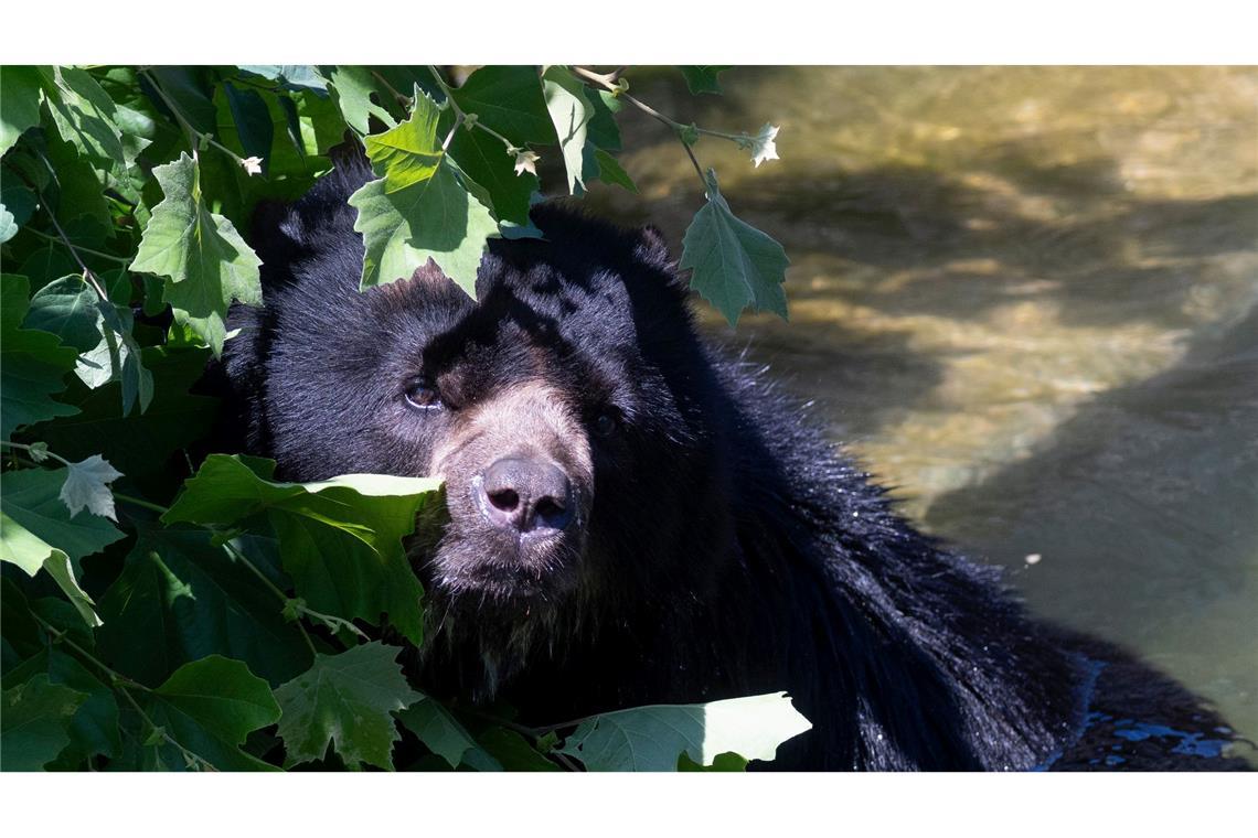 Jose, der Brillenbär, hat sich in der Wilhelma in den Schatten geflüchtet.