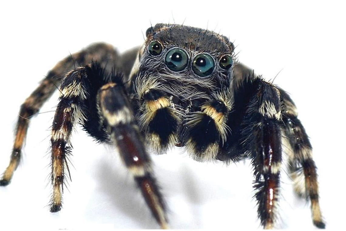 Jotus karllagerfeldi A: Diese  neu entdeckte  Art von australischen Springspinnen erinnerte  Wissenschaftler an Karl Lagerfelds  (1933-2019) Modestil erinnert. Deshalb wurde   die  Art offiziell Jotus karllagerfeldi genannt.