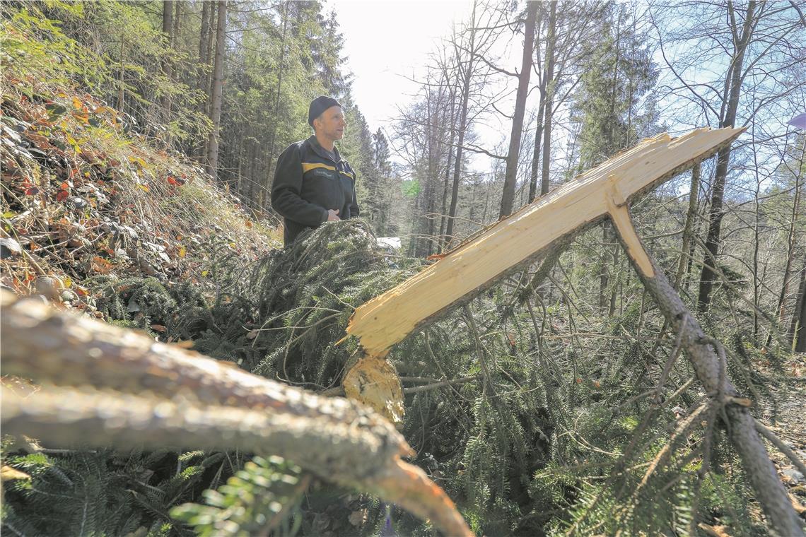 Im Wald wartet auf den Borkenkäfer
ein wahres Festmahl Jürgen Baumann appelliert an die Waldbesitzer: „Schafft die Baumwipfel auf!“Fotos: A. Becher