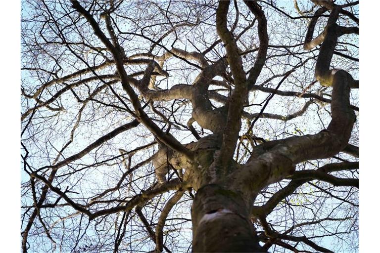 Junge Blatttriebe sind an den Zweigen einer Buche in einem Waldstück zu sehen. Foto: Christian Charisius/dpa