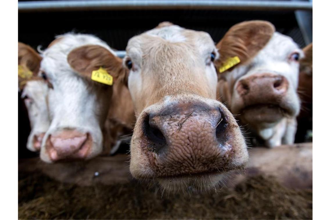Aldi will Billigfleisch verbannen - Umstellung bis 2030
