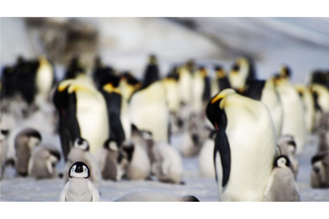 Eisschwund bringt tausenden Kaiserpinguin-Küken den Tod
