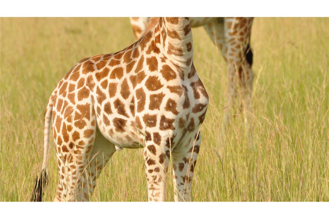 Von wegen "die" Giraffe: Vier verschiedene Arten anerkannt Jungtier und Mutter einer Nord-Giraffe