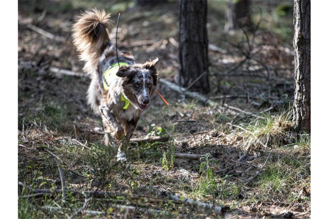Kadaversuchhund Bailey sucht im Landkreis Oder-Spree nach Fallwild im von der Afrikanischen Schweinepest betroffenen Gebiet. Foto: Fabian Sommer/dpa