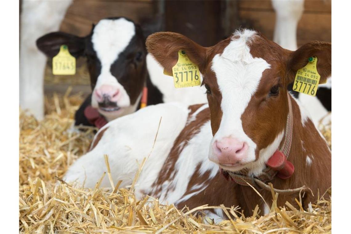 Kälber liegen in einem Stall. Foto: Sebastian Kahnert/dpa-Zentralbild/dpa/Archivbild