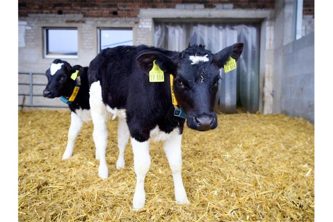 Kuh und Kälber auf Abwegen Kälber stehen in einem offenen Stall. Foto: Soeren Stache/dpa-Zentralbild/dpa/Symbolbild