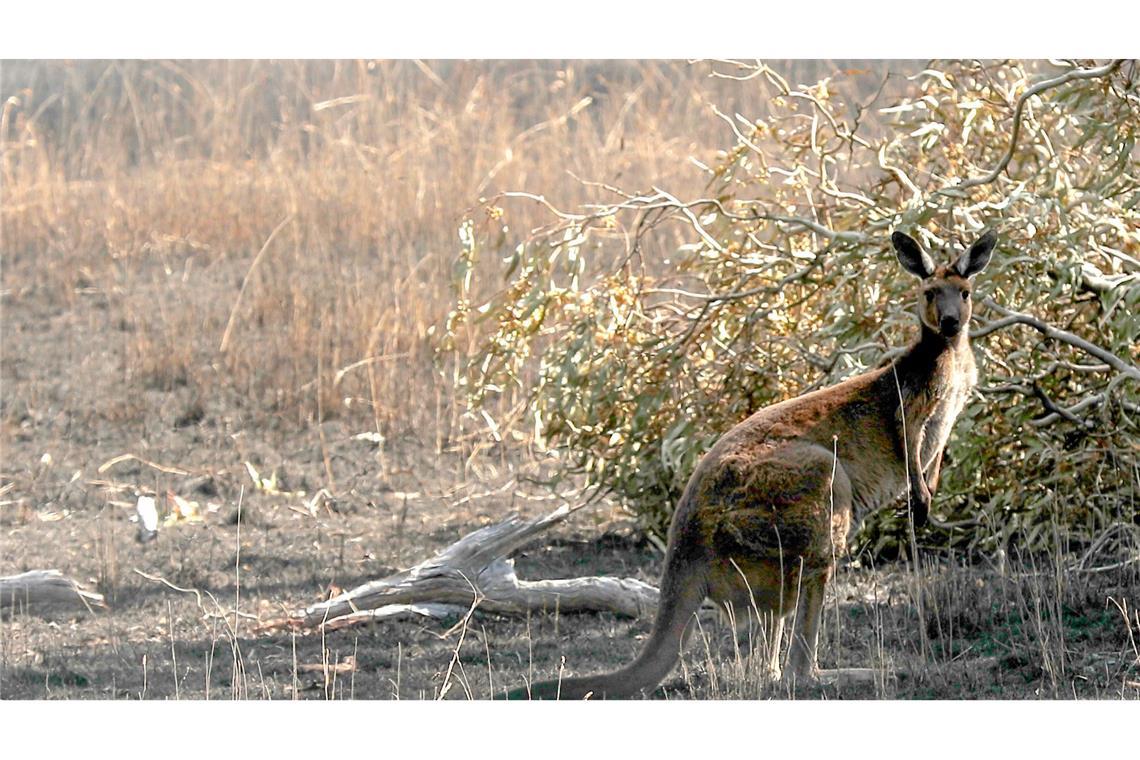 Känguru-Attacke vor der Haustür: Australier schwer verletzt