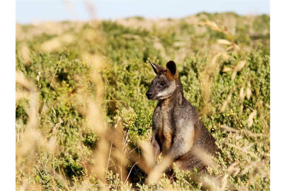 Australische Polizei ermittelt nach Fund 14 toter Kängurus Kängurus stehen in Australien unter besonderem Schutz. (Symbolbild). Foto: Bernhard Krieger/dpa-tmn