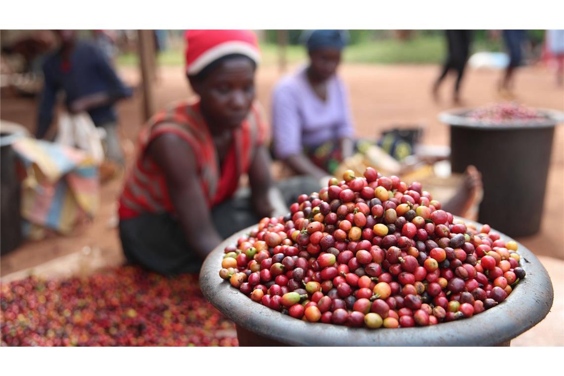 Kaffeeernte in Ruiru in Kenia.