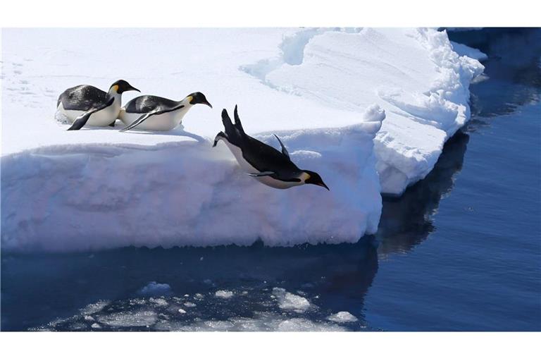 Kaiserpinguine springen von einer Eiskante ins Meer. Die Antarktis erlebt nach Einschätzung von Wissenschaftlern einen tiefgreifenden Wandel, der gravierende Folgen für die Ozeane und das Weltklima, aber auch für Tiere wie Kaiserpinguine haben könnte.