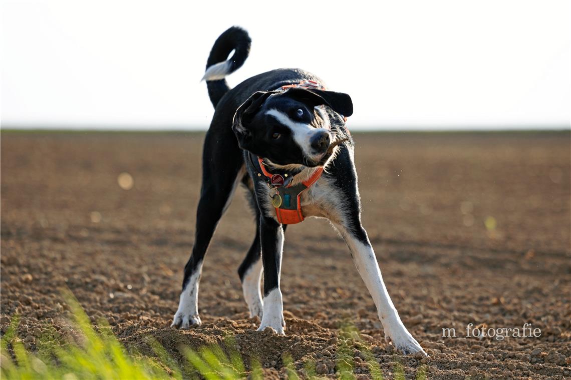 Kampf mit Hundekaugummi