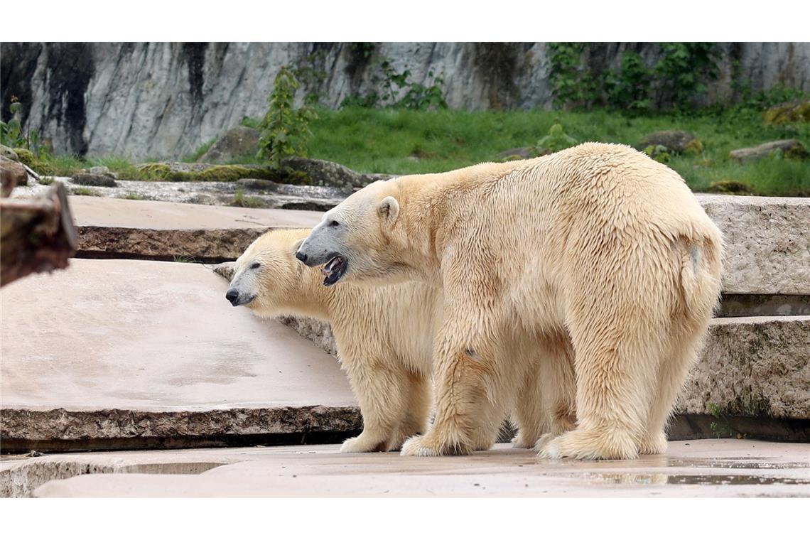 Eisbär-Papa Kap im Karlsruher Zoo eingeschläfert Kap gemeinsam mit Eisbärin Nuka im April 2024.