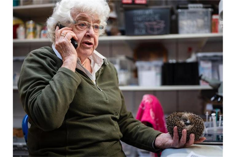 Karin Oehl sitzt in ihrem Keller und telefoniert mit einer Frau, die einen verletzten Igel zu ihr gebracht hat. Foto: Marius Becker/dpa