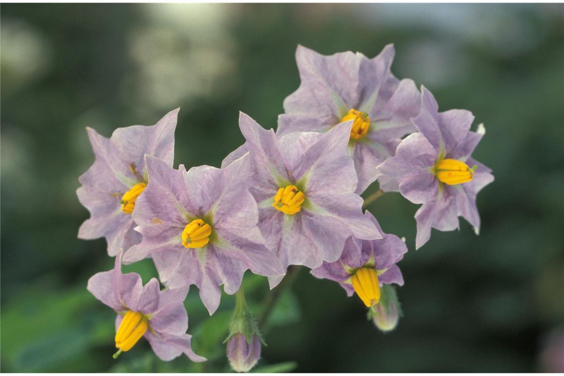 Gift im Garten: Bei diesen beliebten Pflanzen ist Vorsicht angesagt Kartoffel (Solanum tuberosum): Auch die Kartoffel (hier eine Blüte eine der Kartoffelpflanze) zählt zu den Giftpflanzen. Gegessen wird sie trotzdem – völlig gefahrlos. Des Rätsels Lösung ist folgendes: Bei der Kartoffel sind nur die grünen Teile giftig. Grüne Partien an den Knollen, die sie bei zu heller Lagerung bekommen, müssen daher gründlich abgeschält werden.