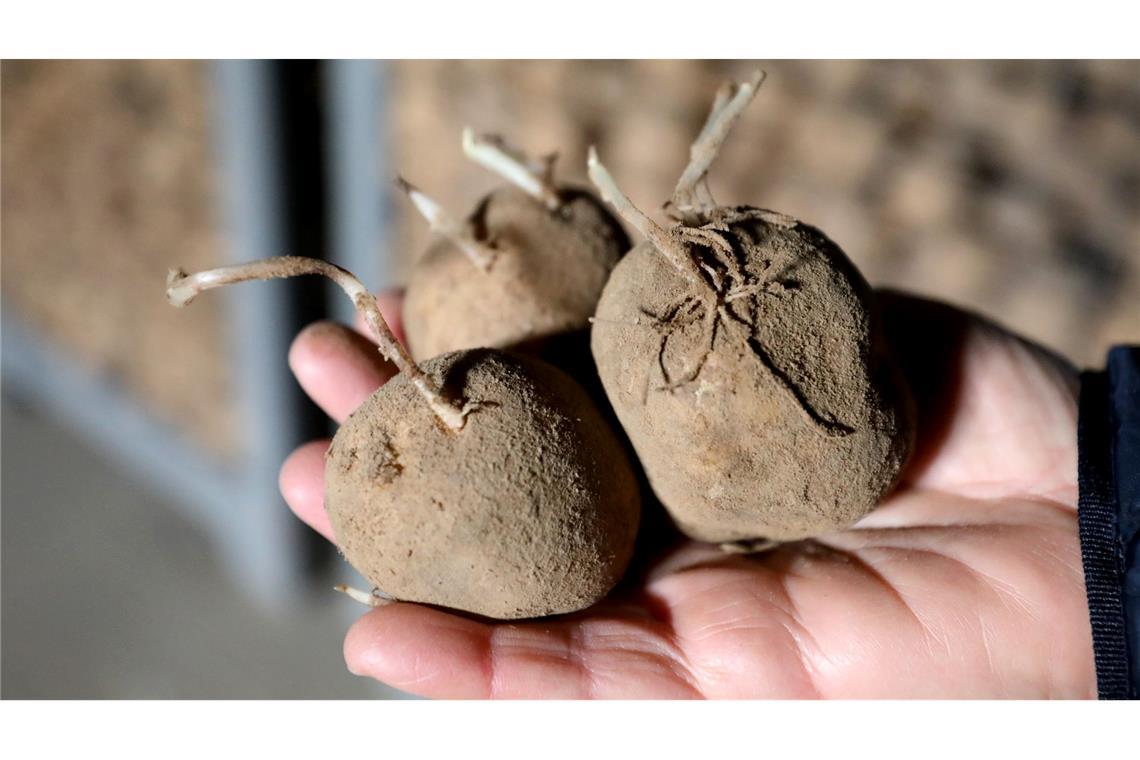 Kartoffeln sind besonders hitzeempfindlich. (Archivbild)