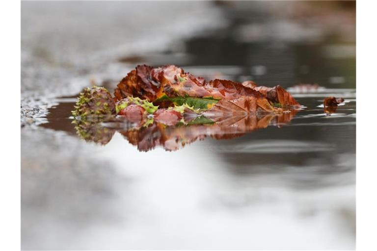 Kastanien und ein Blatt einer Kastanie spiegeln sich in einer Regenpfütze wieder. Foto: Thomas Warnack/Archivbild