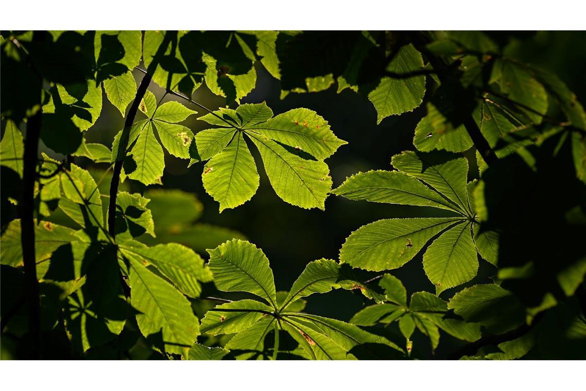 Kastanienbäume haben meist große Kronen, die viel Schatten spenden. (Symbolbild)
