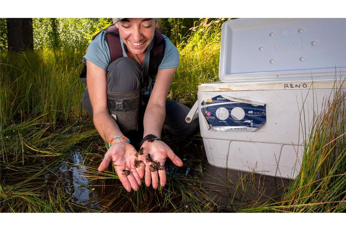 Forschung extrem: Schwarzlicht-Frösche und eisige Einsamkeit Kate Belleville vom California Department of Fish and Wildlife hält winzige Frösche in ihren Händen.